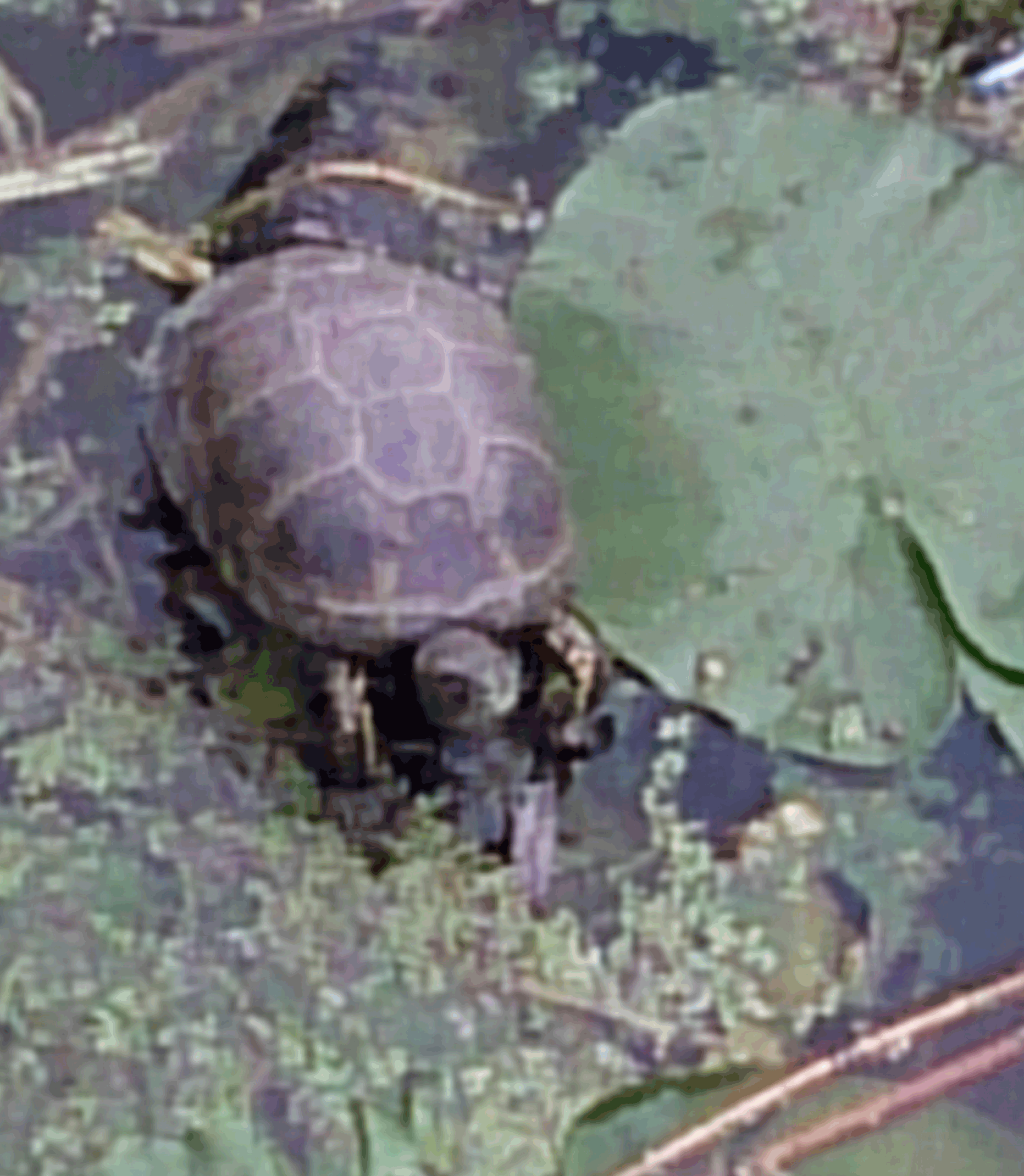 Тортилла в пруду