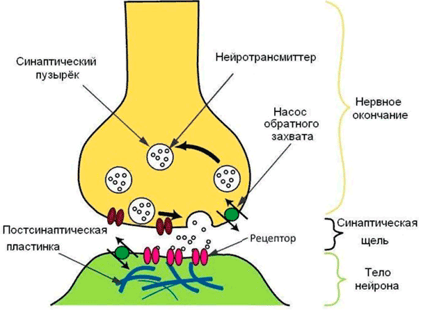 Схема химического синапса